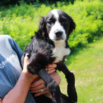 CT Tony -  Border Collie and Mixed Breed Dog for Adoption in Eastford, Connecticut - CT Tony | PetCurious