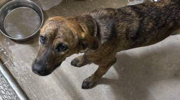 Rescue Labrador Retriever Dogs for Adoption in Paris, Tennessee - LUCY | PetCurious