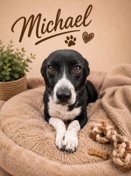 Michael Faith -  Border Collie Dog for Adoption in Nashville, Tennessee - Michael Faith | PetCurious