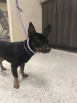 A431878 -  Chihuahua Dog for Adoption in Conroe, Texas - A431878 | PetCurious
