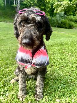 Rose -  Poodle and Mixed Breed Dog for Adoption in Maiden, North Carolina - Rose | PetCurious