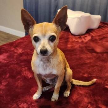 Taquito -  Chihuahua and Mixed Breed Dog for Adoption in Las Vegas, Nevada - Taquito | PetCurious