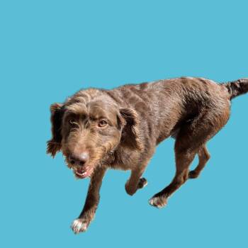 Rescue Chocolate Labrador Retriever and Standard Poodle Dogs for Adoption in Smithfield, North Carolina - Baylee | PetCurious