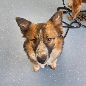 Border Collie Dogs Available for Adoption - Tillie | PetCurious