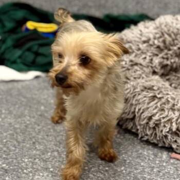 Zoey -  Yorkshire Terrier and Mixed Breed Dog for Adoption in Atlanta, Georgia - Zoey | PetCurious