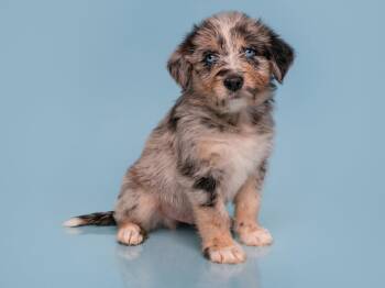 Date: E-Harmony -  Australian Shepherd and Great Dane Dog for Adoption in Palo Alto, California - Date: E-Harmony | PetCurious