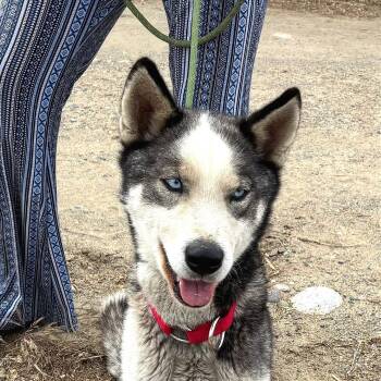 River -  Husky Dog for Adoption in Tonasket, Washington - River | PetCurious