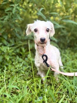 Elsa -  Miniature Poodle and Mixed Breed Dog for Adoption in Gradyville, Kentucky - Elsa | PetCurious