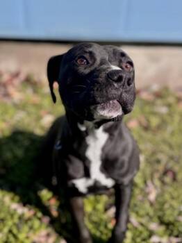 Dove (Underdog, NLOL Training) -  Mixed Breed Dog for Adoption in New Orleans, Louisiana - Dove (Underdog, NLOL Training) | PetCurious