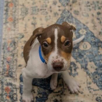 Crunch Wrap -  Hound and Mixed Breed Dog for Adoption in Pawling, New York - Crunch Wrap | PetCurious