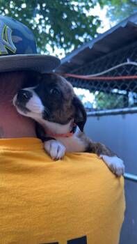 AAD New Arrival! Athena - 26147 -  Boxer and Hound Dog for Adoption in Armonk, New York - AAD New Arrival! Athena - 26147 | PetCurious