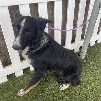 A614684 -  Border Collie and Mixed Breed Dog for Adoption in Modesto, California - A614684 | PetCurious