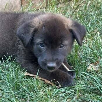 Brisket -  Mixed Breed Dog for Adoption in Buffalo, Minnesota - Brisket | PetCurious