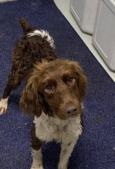 Rascal -  Brittany Spaniel Dog for Adoption in Hartford, Kentucky - Rascal | PetCurious