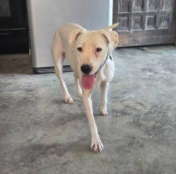 Moony -  Dogo Argentino and Mixed Breed Dog for Adoption in Junction, Texas - Moony | PetCurious