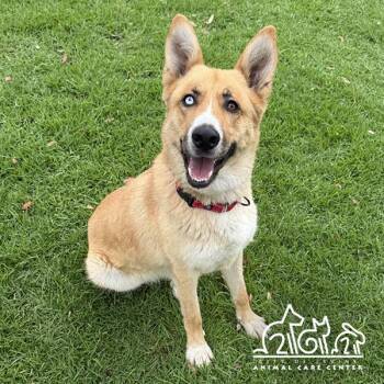 German Shepherd Dog and Mixed Breed Dogs Available for Adoption in Irvine, California - QUINN | PetCurious