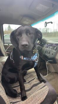 Rescue Labrador Retriever Dogs for Adoption in St. Helens, Oregon - Apollo | PetCurious