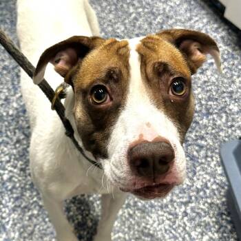 Tyson  -  Hound and Pit Bull Terrier Dog Available for Adoption in Jackson Township, New Jersey - Tyson  | PetCurious