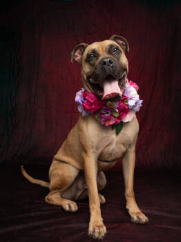 Rescue Mixed Breed Dogs for Adoption in Atlanta, Georgia - Minkah | PetCurious