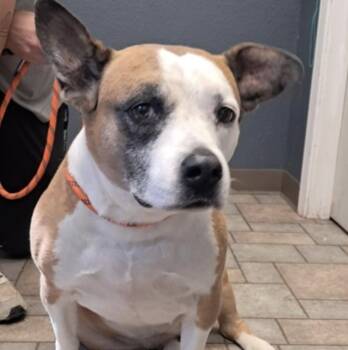 Petra -  Pit Bull Terrier Dog for Adoption in Hollister, Missouri - Petra | PetCurious