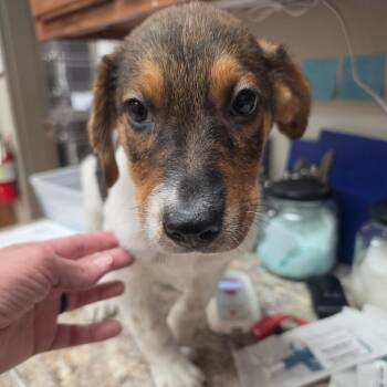 Mojo - 072903U -  Hound and Mixed Breed Dog for Adoption in Tupelo, Mississippi - Mojo - 072903U | PetCurious