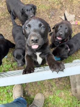 Calvin -  Mixed Breed Dog for Adoption in Virginia, Minnesota - Calvin | PetCurious