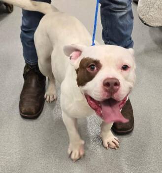 26-341 Screech -  Pit Bull Terrier and American Bully Dog for Adoption in Lindenhurst, New York - 26-341 Screech | PetCurious