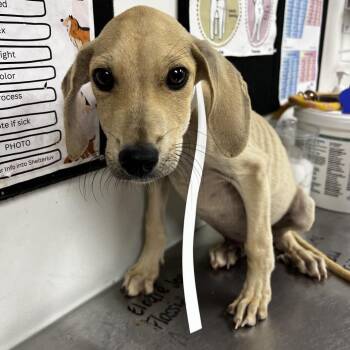 Geof -  Yellow Labrador Retriever and Hound Dog for Adoption in Parrish, Alabama - Geof | PetCurious