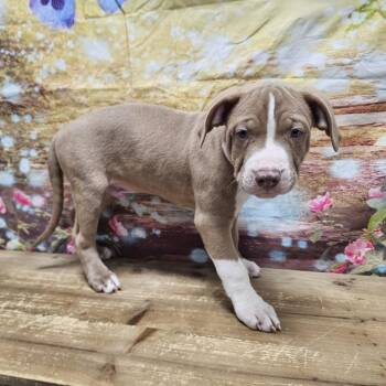Comet -  Boxer and Mixed Breed Dog for Adoption in Normal, Illinois - Comet | PetCurious