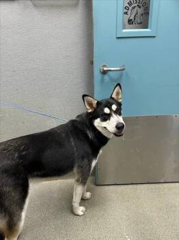 ROCKET PAWS -  Siberian Husky Dog for Adoption in Las Vegas, Nevada - ROCKET PAWS | PetCurious