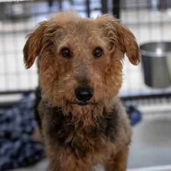 Mrs. Pickles (S26-73) -  Airedale Terrier Dog for Adoption in Peyton, Colorado - Mrs. Pickles (S26-73) | PetCurious