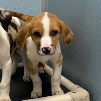 Yeehaw -  Australian Shepherd and Mixed Breed Dog for Adoption in Detroit Lakes, Minnesota - Yeehaw | PetCurious