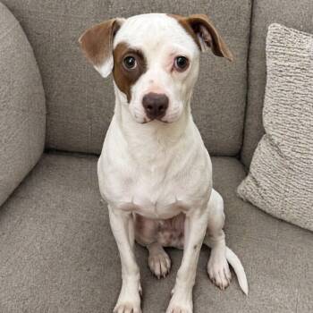 Chihuahua and Beagle Dogs Available for Adoption in Mead, Colorado - Patchy | PetCurious