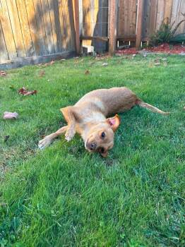Dorothy -  Chihuahua Dog for Adoption in Eugene, Oregon - Dorothy | PetCurious