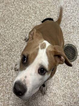 LEIA -  Pit Bull Terrier Dog for Adoption in Colorado Springs, Colorado - LEIA | PetCurious