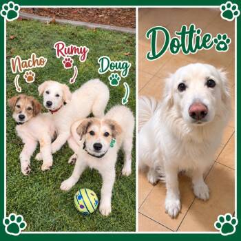 The Rock Litter -  Great Pyrenees Dog for Adoption in Roswell, Georgia - The Rock Litter | PetCurious
