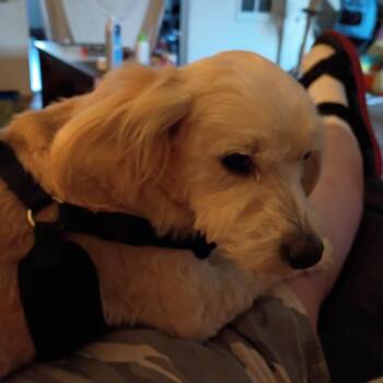 Tumbleweed -  Maltese Dog for Adoption in Corvallis, Oregon - Tumbleweed | PetCurious