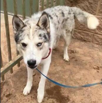 Snowbaw -  Mixed Breed Dog for Adoption in West Chester, Pennsylvania - Snowbaw | PetCurious