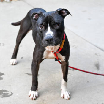 Rescue Mixed Breed Dogs for Adoption in Chamblee, Georgia - Ralphie | PetCurious