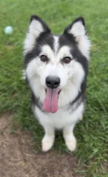 Raven -  Siberian Husky Dog for Adoption in Bemidji, Minnesota - Raven | PetCurious