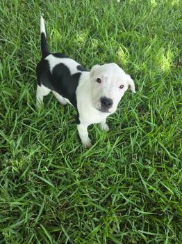 American Bully Dogs Available for Adoption in Glocester, Rhode Island - Inky | PetCurious