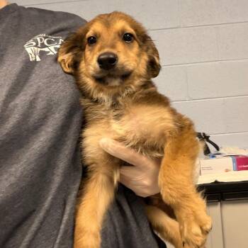 Grub Worm -  Mixed Breed Dog for Adoption in Martinsville, Virginia - Grub Worm | PetCurious