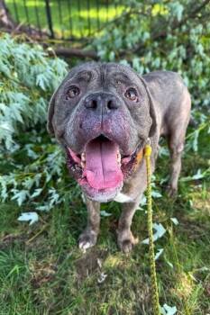 Macho Man -  Mixed Breed Dog for Adoption in Cincinnati, Ohio - Macho Man | PetCurious