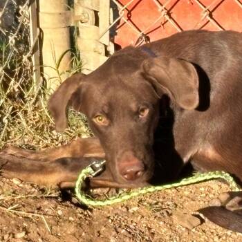 Dubai Chocolate -  Labrador Retriever Dog for Adoption in Austin, Texas - Dubai Chocolate | PetCurious