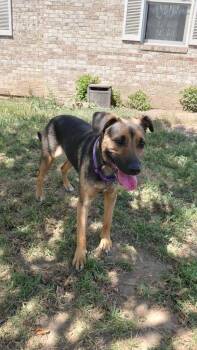 Reagan -  Mixed Breed Dog for Adoption in Sun Prairie, Wisconsin - Reagan | PetCurious