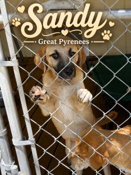 Great Pyrenees Dogs Available for Adoption in Panama City, Florida - Sandy | PetCurious