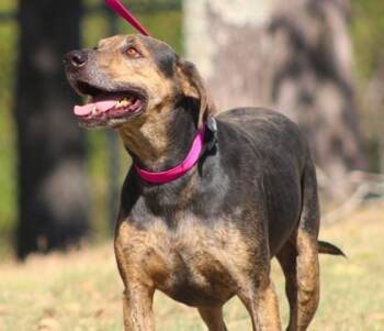 Jeb -  Coonhound and Mixed Breed Dog for Adoption in Conway, Arkansas - Jeb | PetCurious