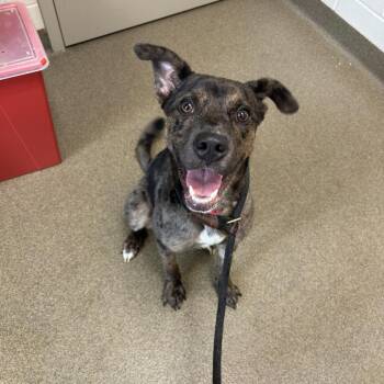 Mario -  Catahoula Leopard Dog and Mixed Breed Dog for Adoption in Council Bluffs, Iowa - Mario | PetCurious