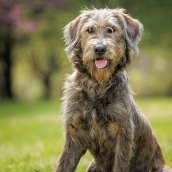 Poodle and Aussiedoodle Dogs Available for Adoption in Charlotte, North Carolina - McKenzie  | PetCurious