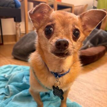 Chihuahua Dogs Available for Adoption in San Francisco, California - Miami Vice 14010 | PetCurious